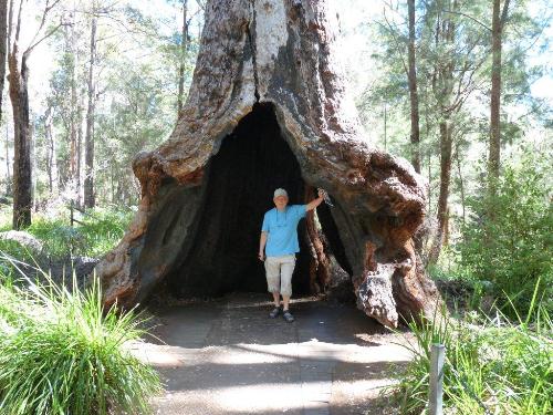 Giant Tree